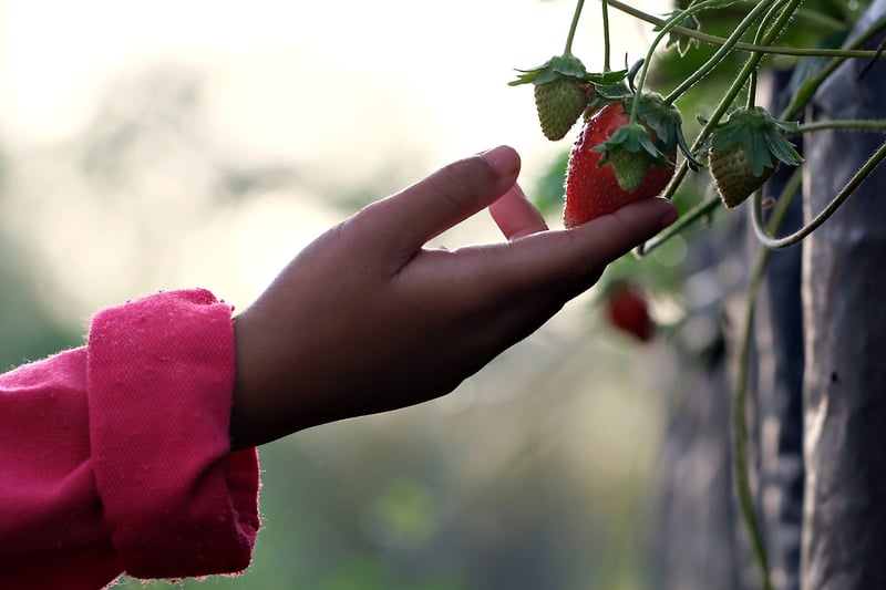Fairy fruit picking
