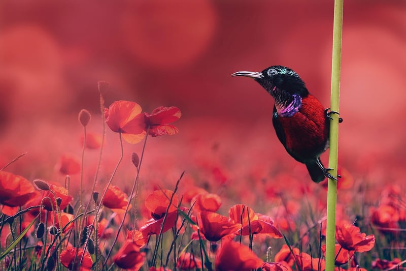 Fantasy flora